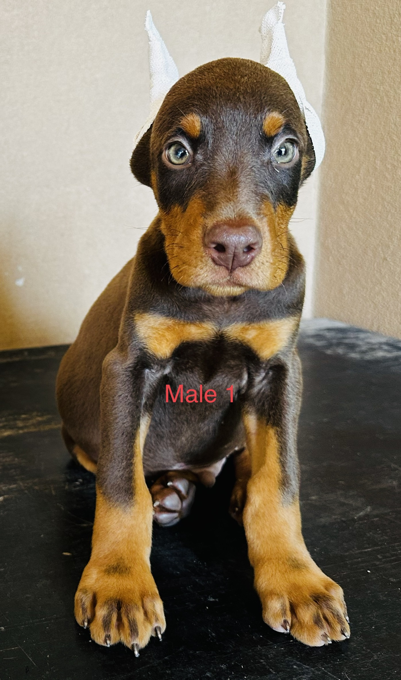 Aria Dobermans Male 1